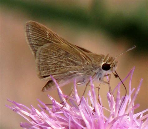 Eufala Skipper Gtm Research Reserve Butterfly Guide Inaturalist Canada