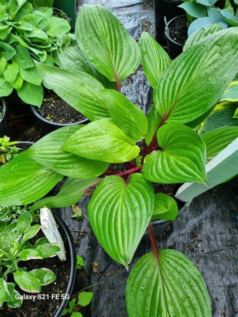 First Blush Hosta New Release The Naked Gardener