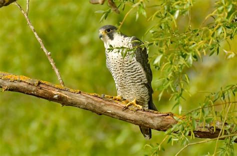 Peregrine Falcon Falco Peregrinus Wild Travel In Danube Delta