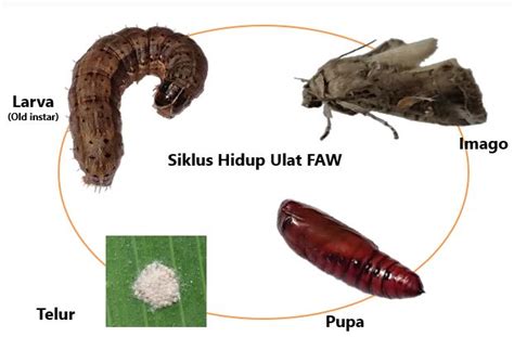 Hama Ulat Grayak Faw Spodoptera Frugiperda Di Tanaman Jagung Nufarm