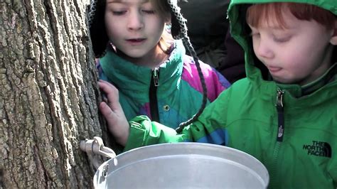 Did You Know It Takes 40 Gallons Of Sap To Make One Gallon Of Maple