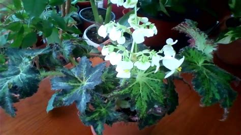 Показываю взрослый цветок Бегония Паломар Принц 👑 07.03.2024 🌿💚#бегонии ...