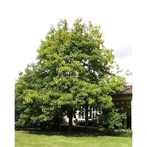 Quercus Rubra Ch Ne Rouge D Am Rique Acheter Sur Plantes Ch