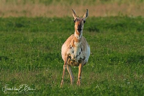 Three Pronghorn Shortly Bliss Photographics Pronghorn