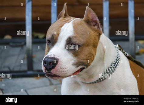 The American Pit Bull Terrier Is The Most Dangerous Breed Of Dog In The