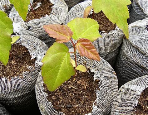 Amur Maple