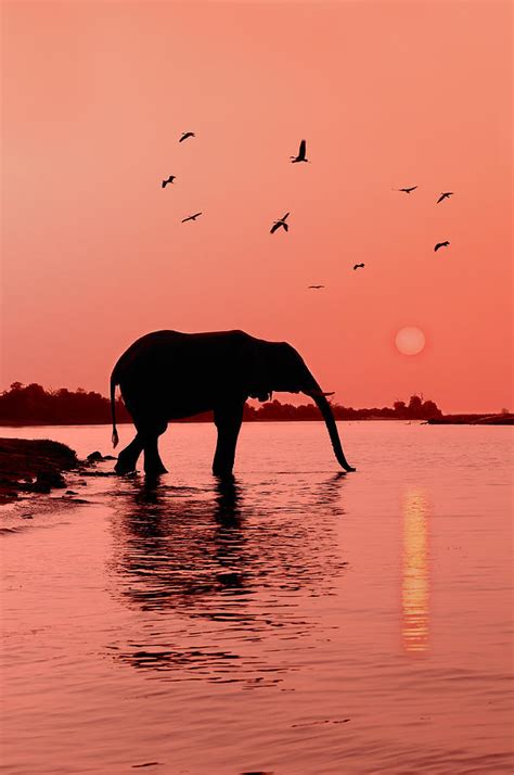 Sunset With Elephant Photograph by Christian Heeb