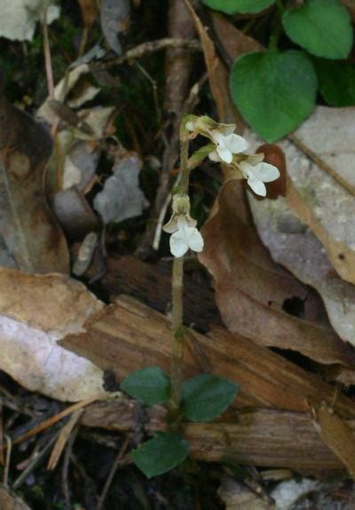 Kuhlhasseltia Yakushimensis