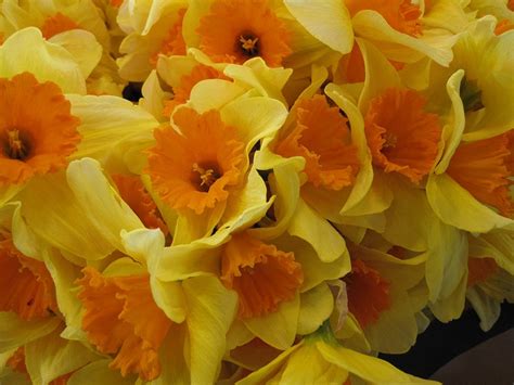 Spring Flowers at Pike Place Market | Flowers, Spring flowers, Daffodils