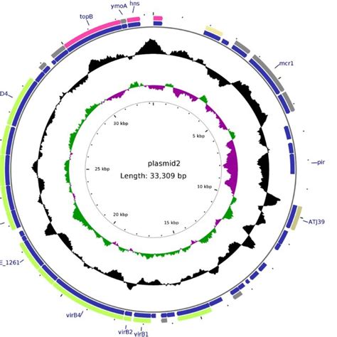 Structure of plasmid pMCR-1-N816 carrying mcr-1 from Klebsiella ... 