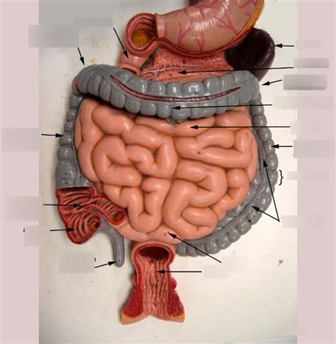 Model Of Digestive System Diagram Quizlet