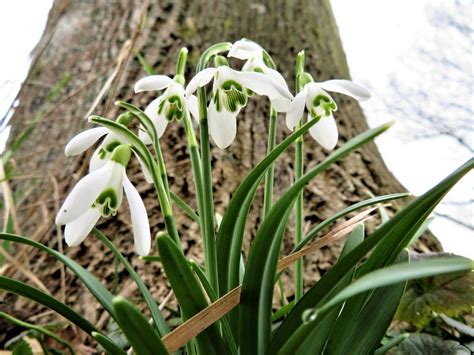 Nummer E N Door Henny Pijcke Nummer E N Sneeuwklokjes Bre Flickr