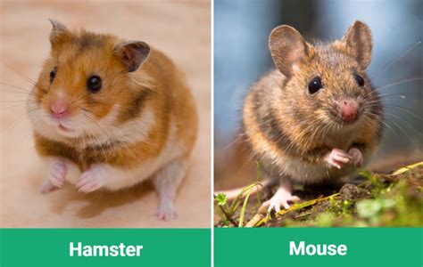 Hamster Vs Mouse Vet Reviewed Differences With Pictures Pangovet