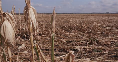 Panoramic Of Corn Field Devastated By Drought And Hail 1292598 Stock