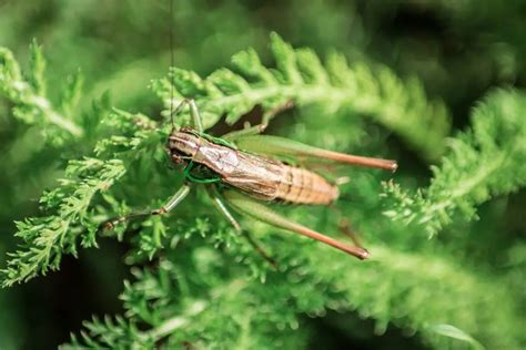 Know How Much Protein Do Crickets Contain From Hoppa Foods