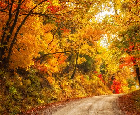 autumn, Fall, Landscape, Nature, Tree, Forest, Leaf, Leaves, Path
