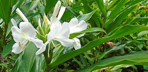 Lírio do brejo Hedychium coronarium J Koenig A planta da vez