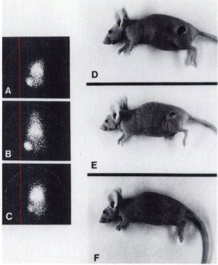 Sequential Images And Photographs Of A Nude Mouse That Underwent A