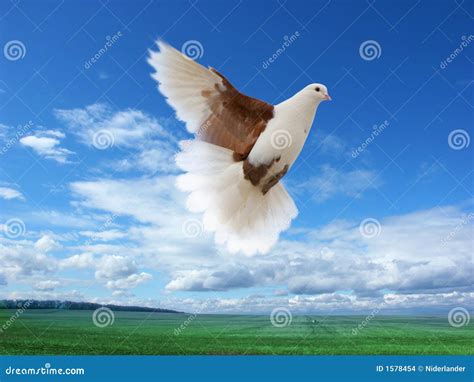 Flying White-brown Pigeon Stock Images - Image: 1578454