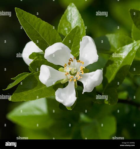 Poncirus Trifoliata X Citrus Sinensis Carrizo Citrange Flower Close Up