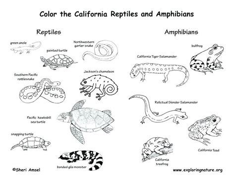 Amphibian Coloring Pages At Free Printable Colorings