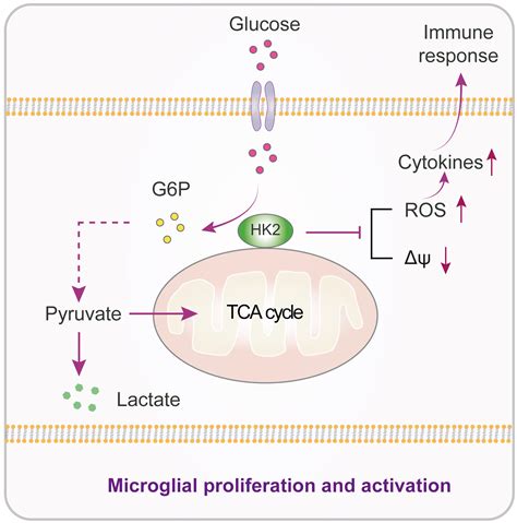 Hk2 Gatekeeping Microglial Activity By Tuning Glucose Metabolism And Mitochondrial Functions