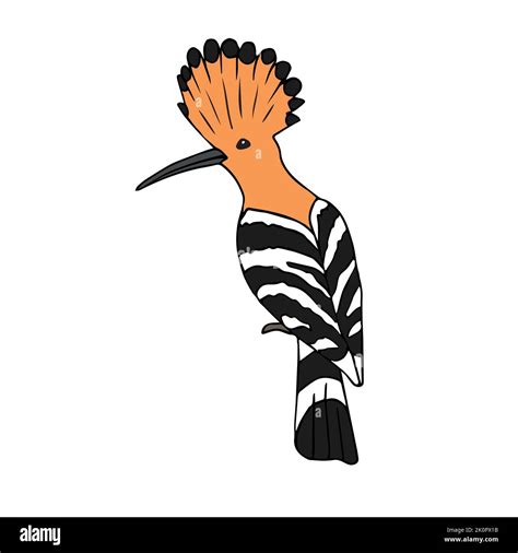 Vector Hand Drawn Doodle Sketch Colored Hoopoe Bird Isolated On White