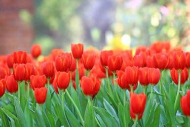 Fiori Rossi Un Solo Colore Per Tante Specie Di Fiori Indimenticabili