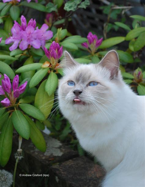 Lessons from Lulu The Birman Cat - Kimberley Lovell - Intuitive Life