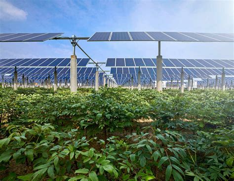 Agri Photovoltaik Auf landwirtschaftlichen Flächen doppelt ernten