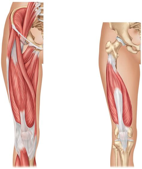 Fa The Muscular System Muscles Of The Hip Thigh Knee And Leg Exam