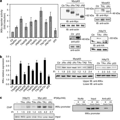 63 activates IKK transcription. (a) p63 activates IKK reporter gene.... | Download Scientific ...