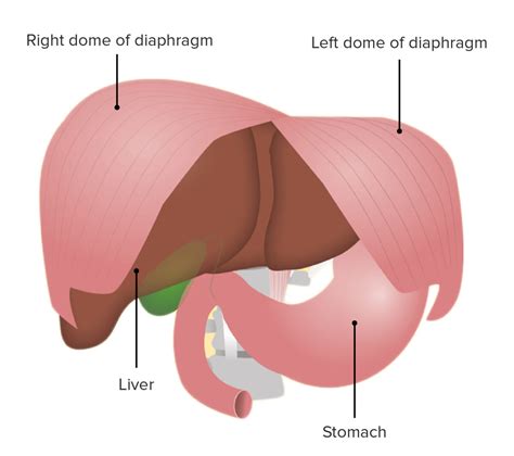 Diafragma Anatom A Concise Medical Knowledge