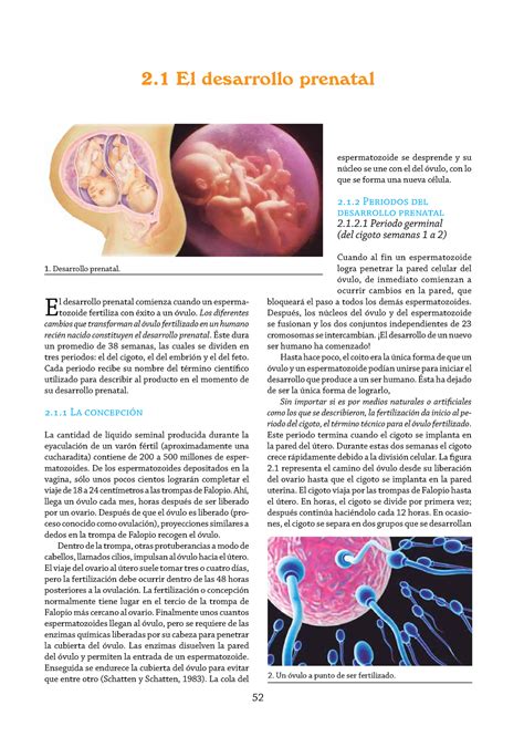 Etapa Prenatal 2 El Desarrollo Prenatal Desarrollo Prenatal Un óvulo