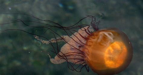 Northwest Nature Notes: JELLYFISH AND THEIR PREDATORS