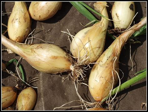 Mark S Veg Plot Harvesting Shallots