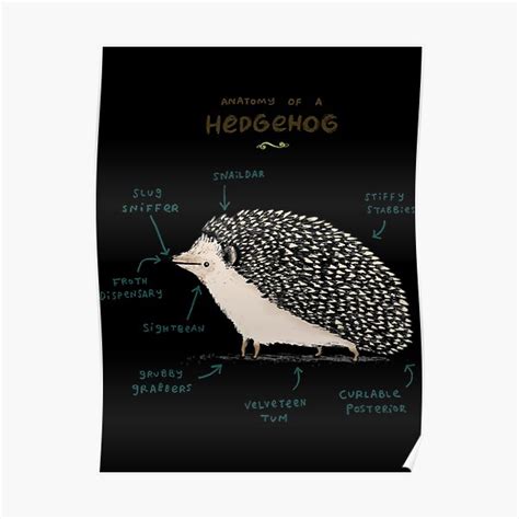 A Of Anatomy Hedgehog Poster For Sale By Padillabeeleidm Redbubble