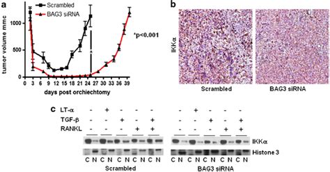 Cap Cells Derived From The Fvb Background Were Provided By C Sawyers