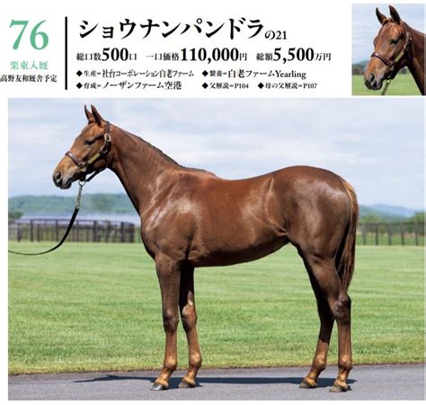 シルク2022年度募集馬分析【64～79】 バッタの一口馬主データ分析室