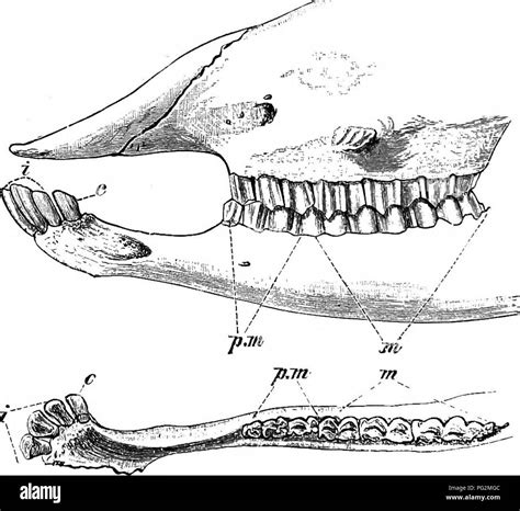 Mandibula Superior Del Ovino Im Genes Recortadas De Stock Alamy