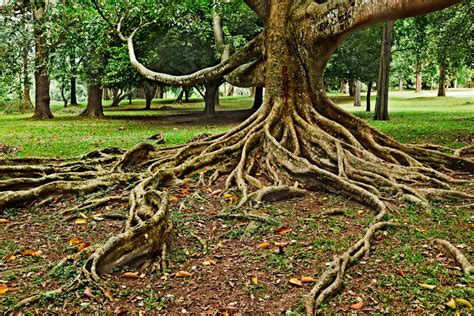 How Big Of A Problem Is Exposed Tree Roots Vancouver Island Tree