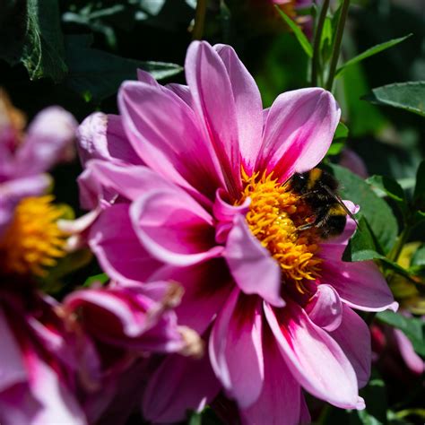 Bumble Bee in the garden : r/photographs