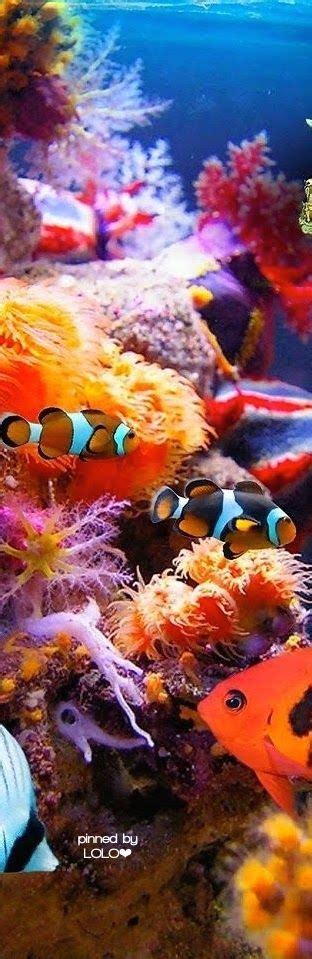 17 Best images about Exotic Sea Creatures on Pinterest | Sea dragon ...