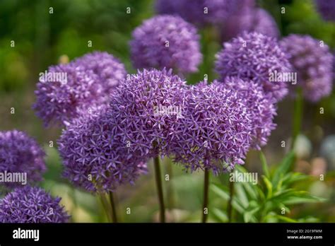 Giant Garlic Flower Flowers Close Up Allium Giganteum Stock Photo Alamy