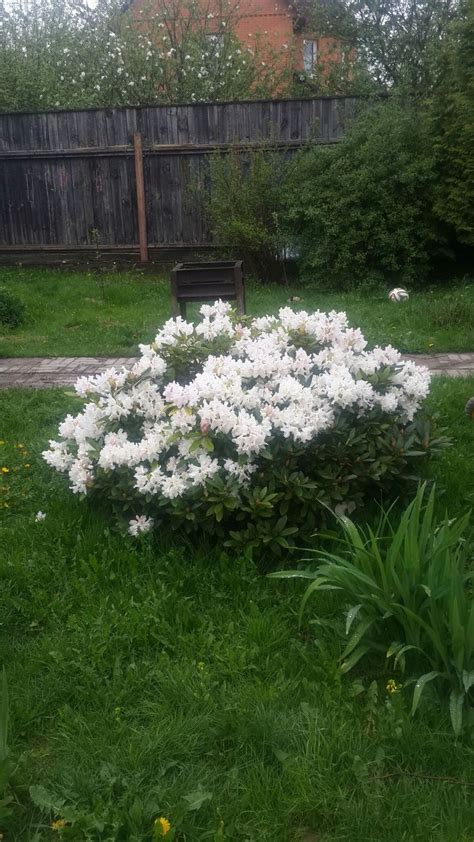 Родедендрон | Plants, Garden