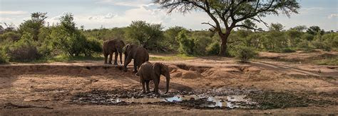 Madikwe Game Reserve