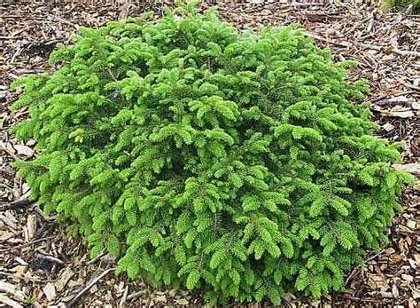 Picea Abies Elegans Dwarf Spreading Norway Spruce Kigi Nursery