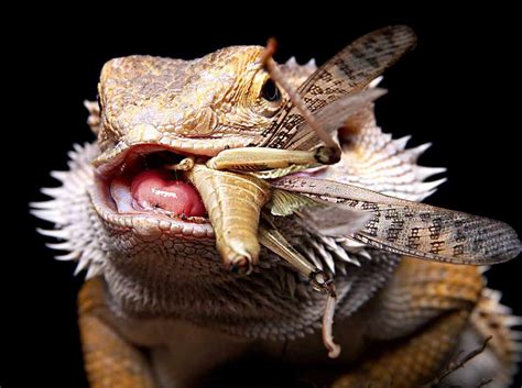 What Do Lizards Eat As Pets And In The Wild Pets Society