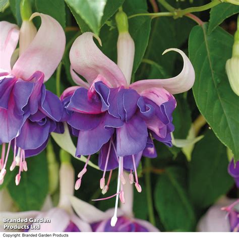 Fuchsia 'Royal Mosaic' | Suttons