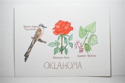 Oklahoma State Bird, Flower, Tree, Original Watercolor Painting